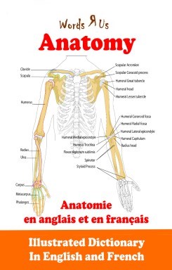 Anatomy in English and French