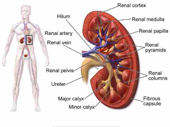 Kidney